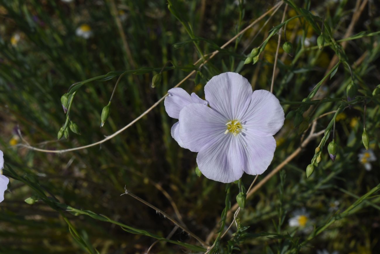 Изображение особи Linum austriacum.