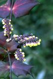 Mahonia bealei