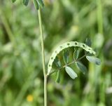 Hippocrepis bisiliqua. Часть побега с плодом. Республика Кипр, г. Лимасол, огороженный земельный участок. 04.04.2026.