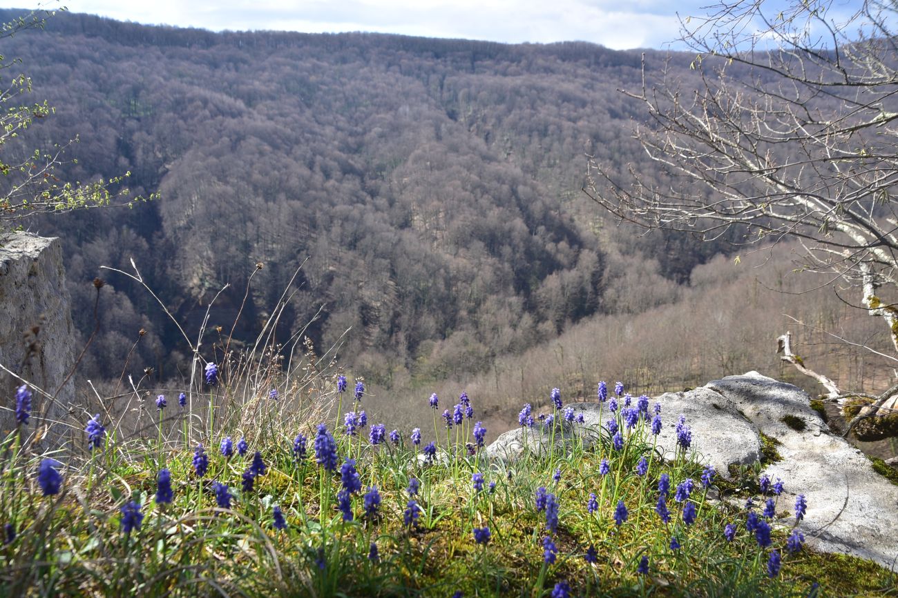 Изображение особи род Muscari.