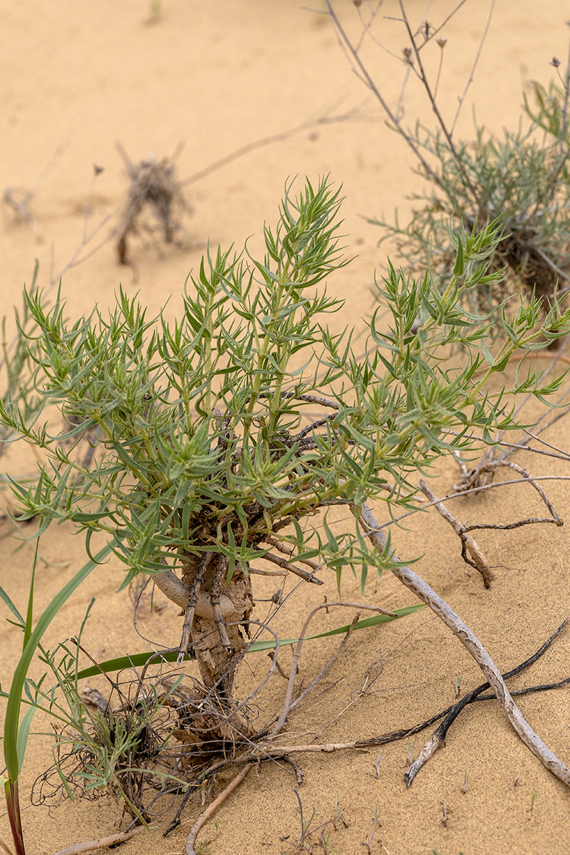 Image of Gypsophila paniculata specimen.