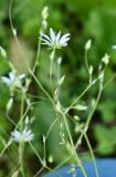 Stellaria graminea. Цветок и бутоны. Московская обл., Подольский р-н, с/о Лаговский, дер. Матвеевское, дачный участок. 20.04.2023.