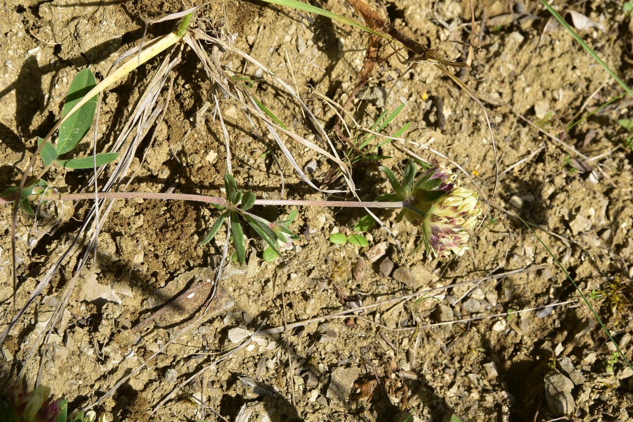 Image of familia Fabaceae specimen.
