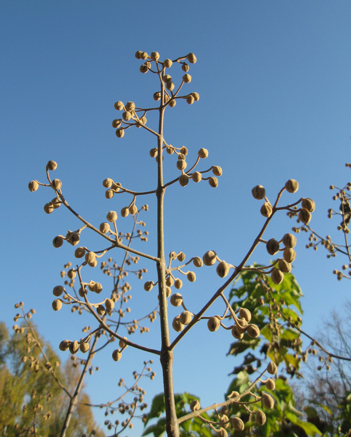 Image of Paulownia tomentosa specimen.