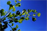 Ginkgo biloba. Верхушки побегов. Московская обл., Раменский р-н, окр. дер. Хрипань, садовый участок. 17.07.2026.