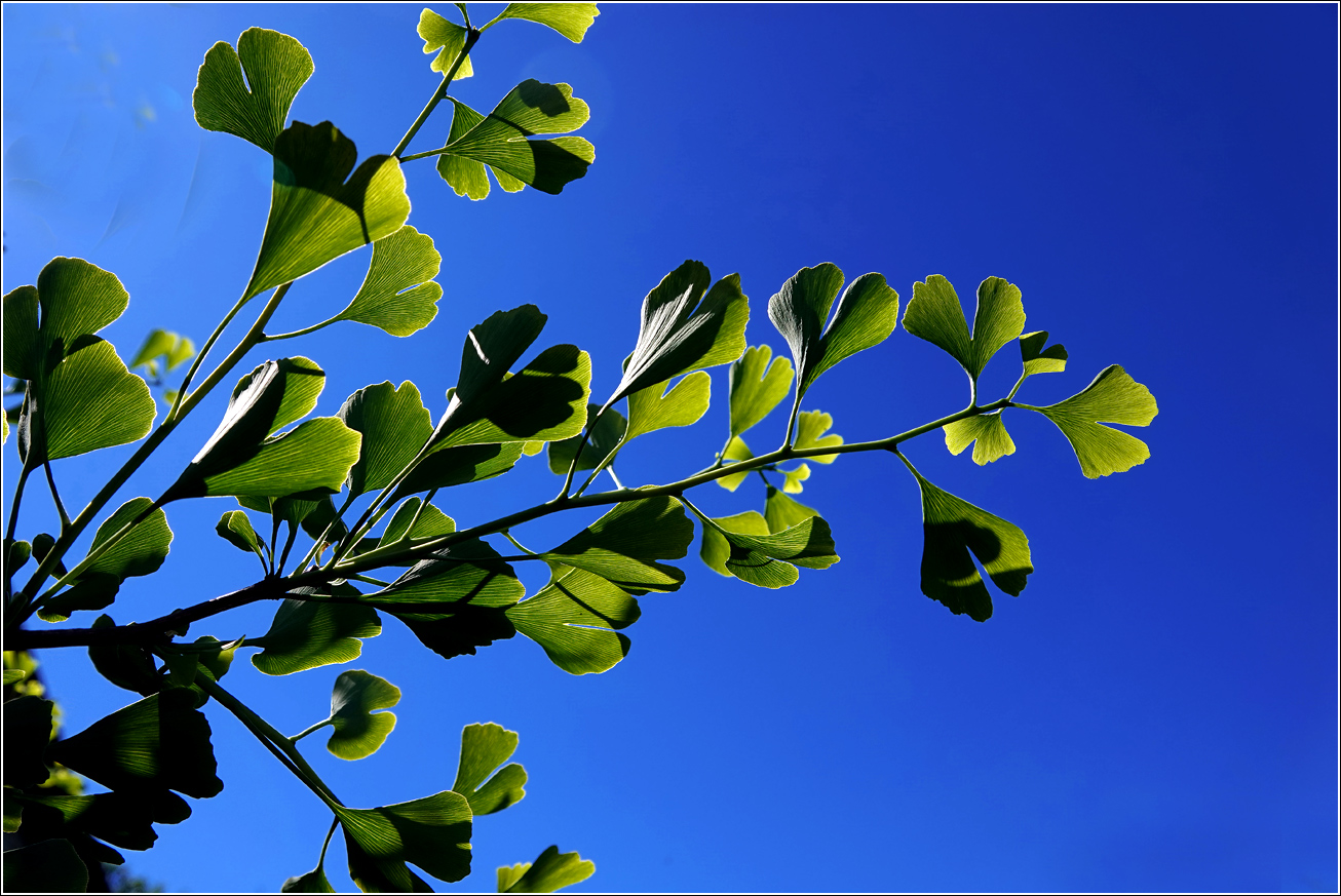 Изображение особи Ginkgo biloba.