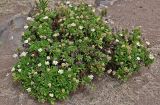 Argyranthemum subspecies succulentum