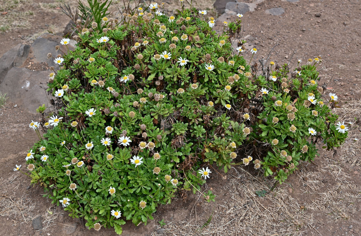 Image of Argyranthemum pinnatifidum ssp. succulentum specimen.