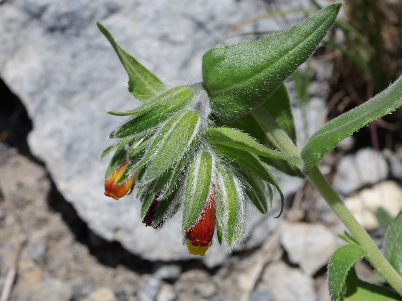 Image of Onosma zerizamina specimen.