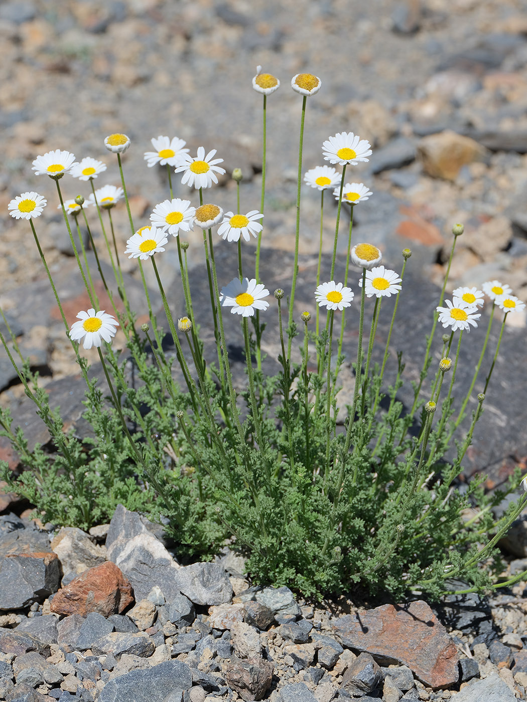 Image of Spathipappus griffithii specimen.