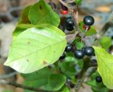 Frangula alnus. Лист со следами грибкового поражения и зрелое соплодие. Московская обл., окр. г Одинцово, смешанный лес на берегу небольшого пруда. Июль 2026 г.