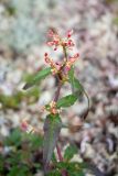 Aconogonon divaricatum. Верхушка бутонизирующего растения. Хабаровский край, Охотский р-н, гора Ветреная, 1400 м н.у.м., кустарничково-лишайниковая тундра среди курумника. 29.07.2026.