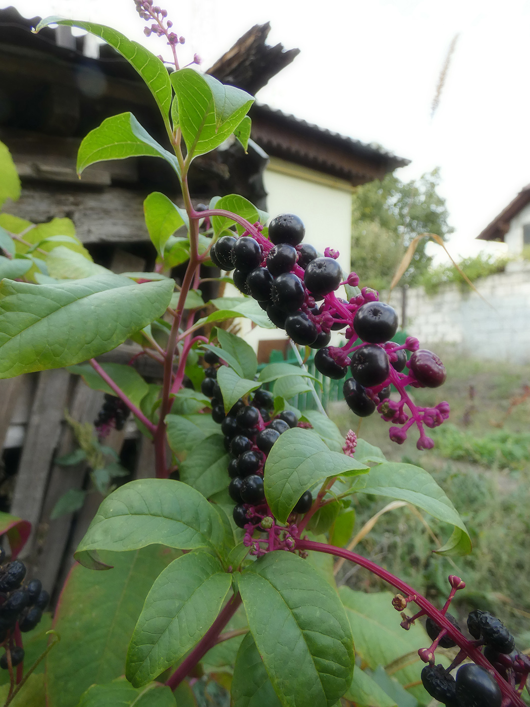 Image of Phytolacca americana specimen.
