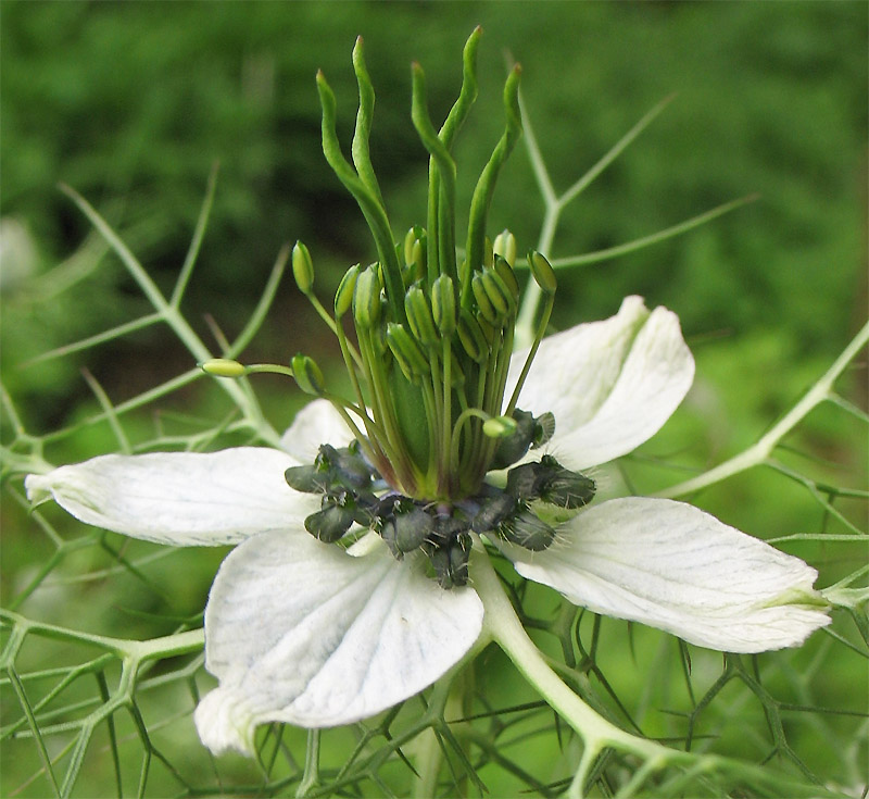 Изображение особи Nigella damascena.