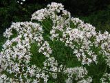 род Valeriana