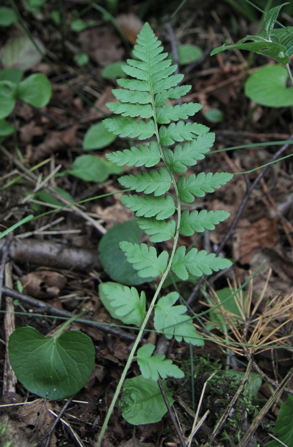 Изображение особи Dryopteris cristata.