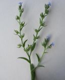 Lycopsis arvensis. Верхняя часть цветущего и плодоносящего растения. Новосибирская обл., Карасукский р-н, с. Благодатное. 06.07.2011.