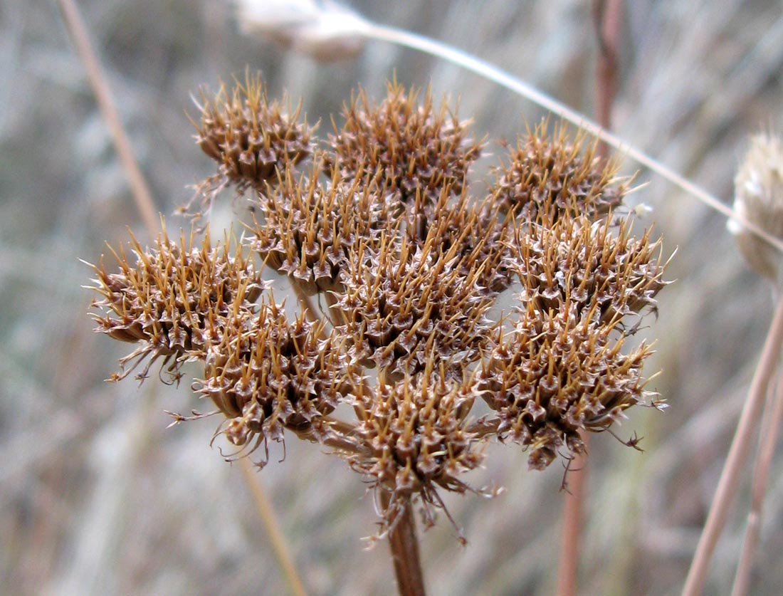 Image of Oenanthe pimpinelloides specimen.