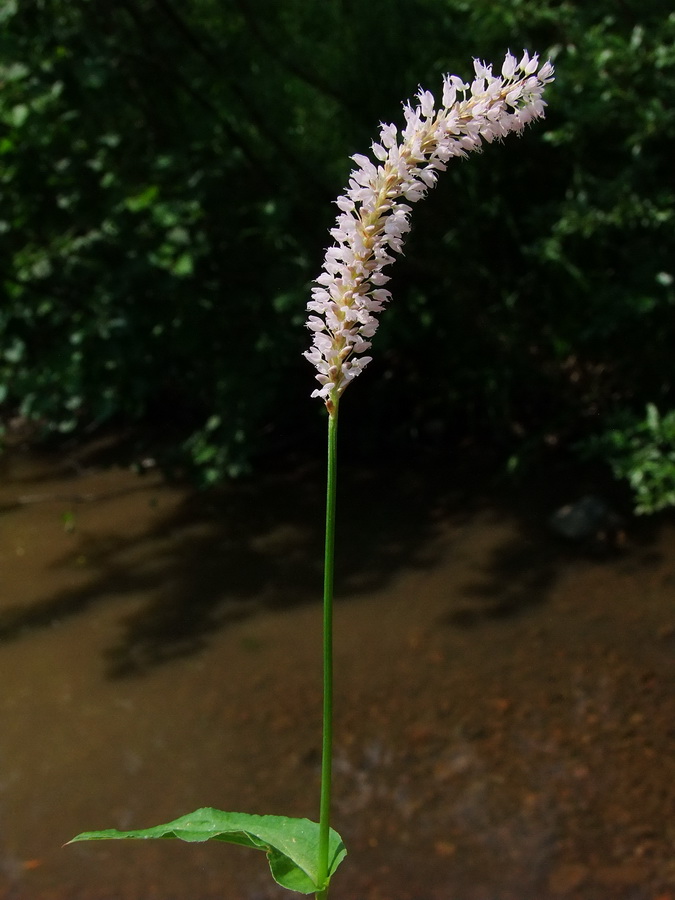 Изображение особи Bistorta manshuriensis.