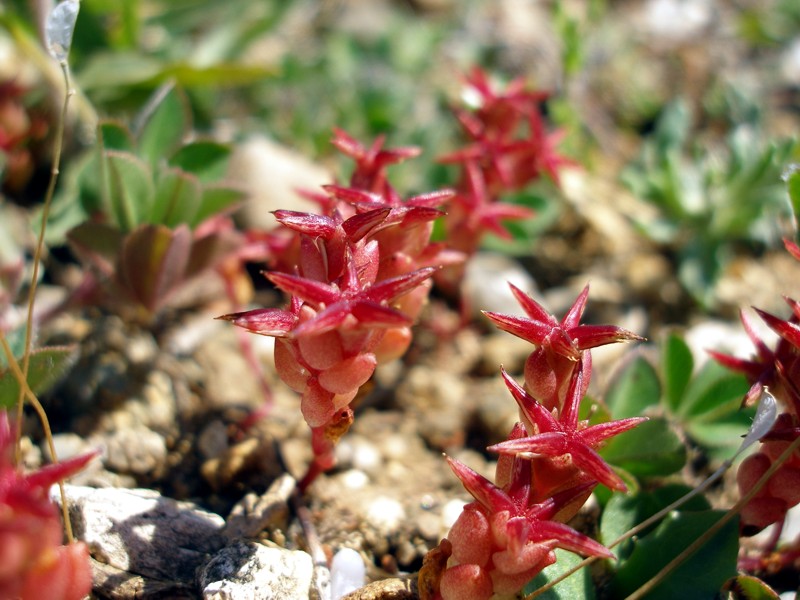 Изображение особи Sedum cespitosum.