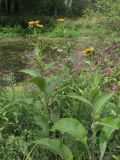 Inula helenium