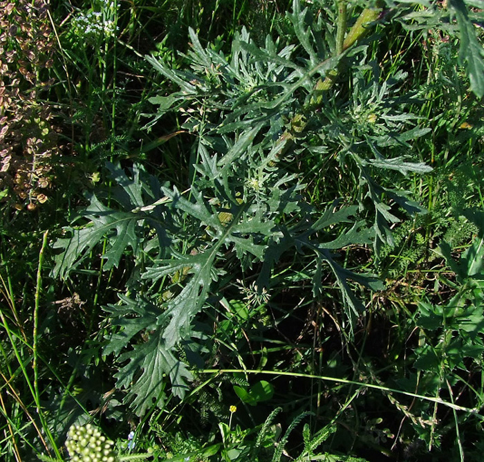 Изображение особи Senecio jacobaea.