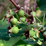 Amelanchier alnifolia