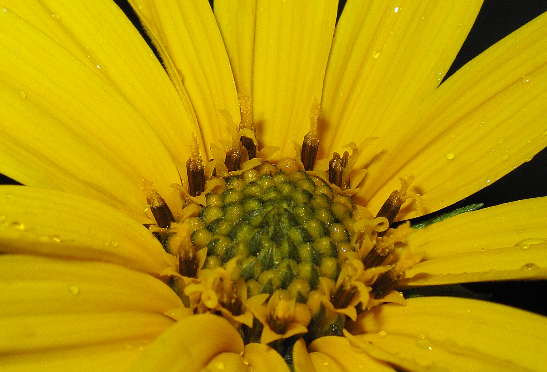 Изображение особи Helianthus tuberosus.