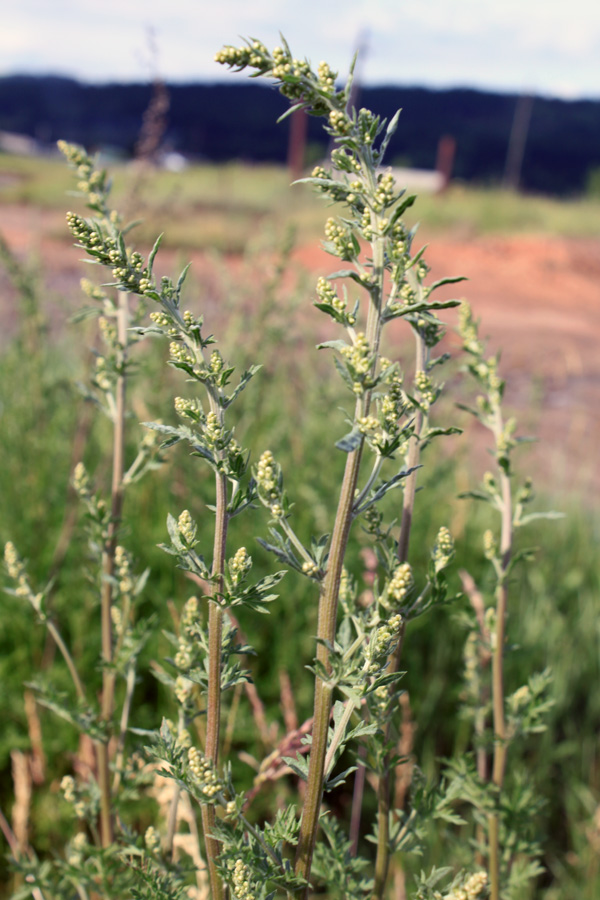 Image of genus Artemisia specimen.