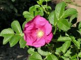 Rosa rugosa