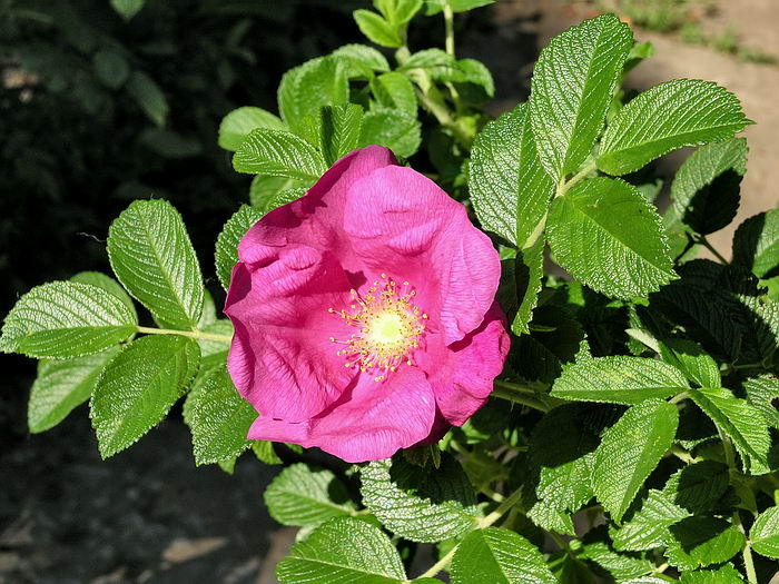 Изображение особи Rosa rugosa.