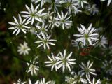 Stellaria graminea