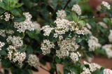 × Sorbaronia mitschurinii
