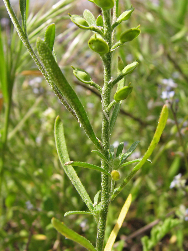 Image of Alyssum turkestanicum var. desertorum specimen.