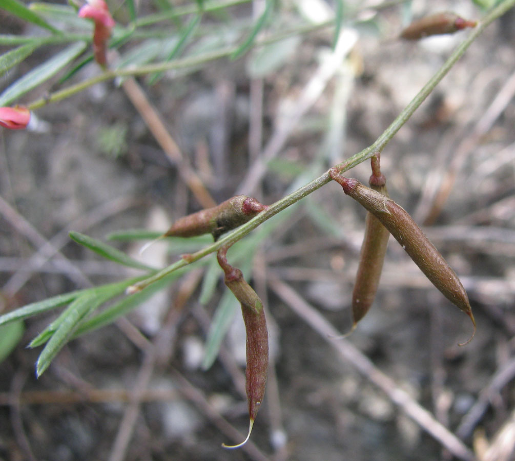 Изображение особи Astragalus miniatus.