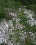 Astrodaucus orientalis