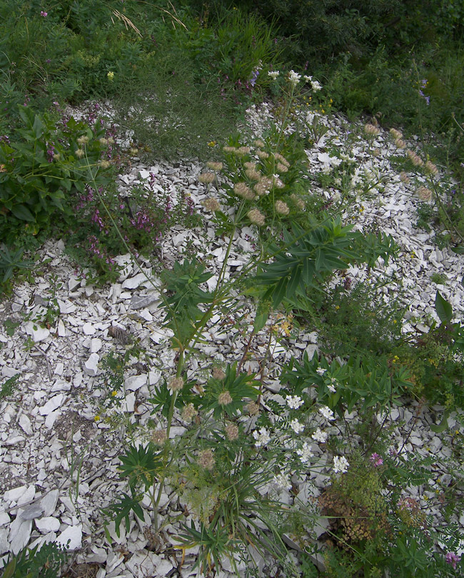 Image of Astrodaucus orientalis specimen.