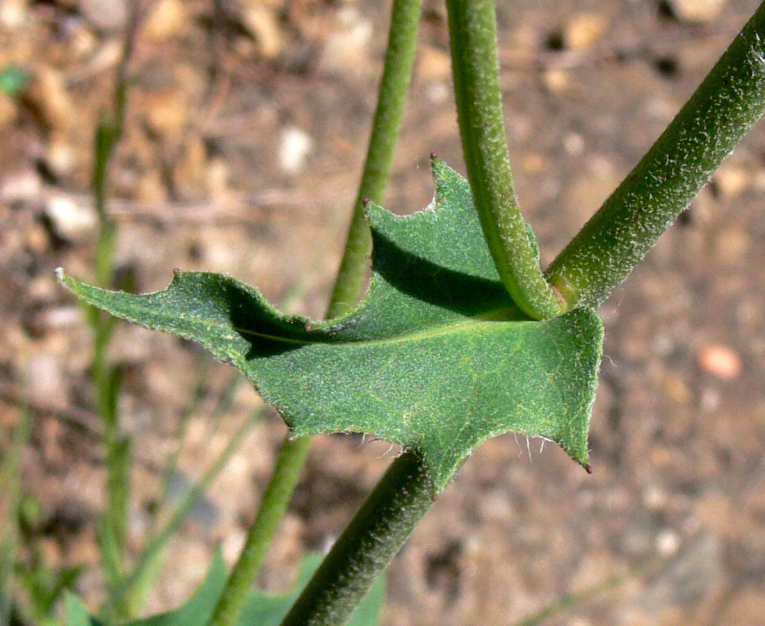 Изображение особи род Hieracium.