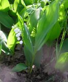 Convallaria majalis