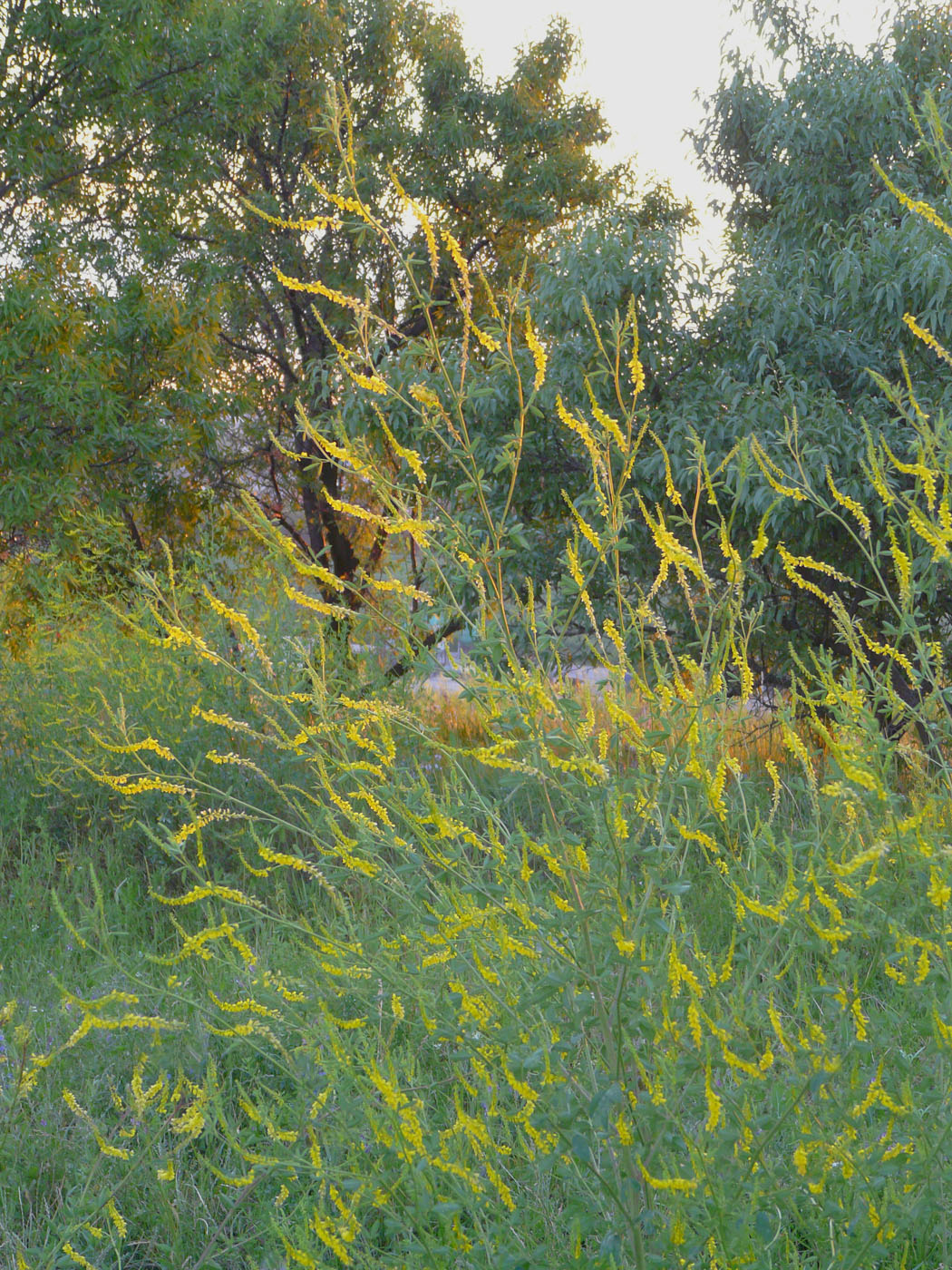 Image of Melilotus officinalis specimen.