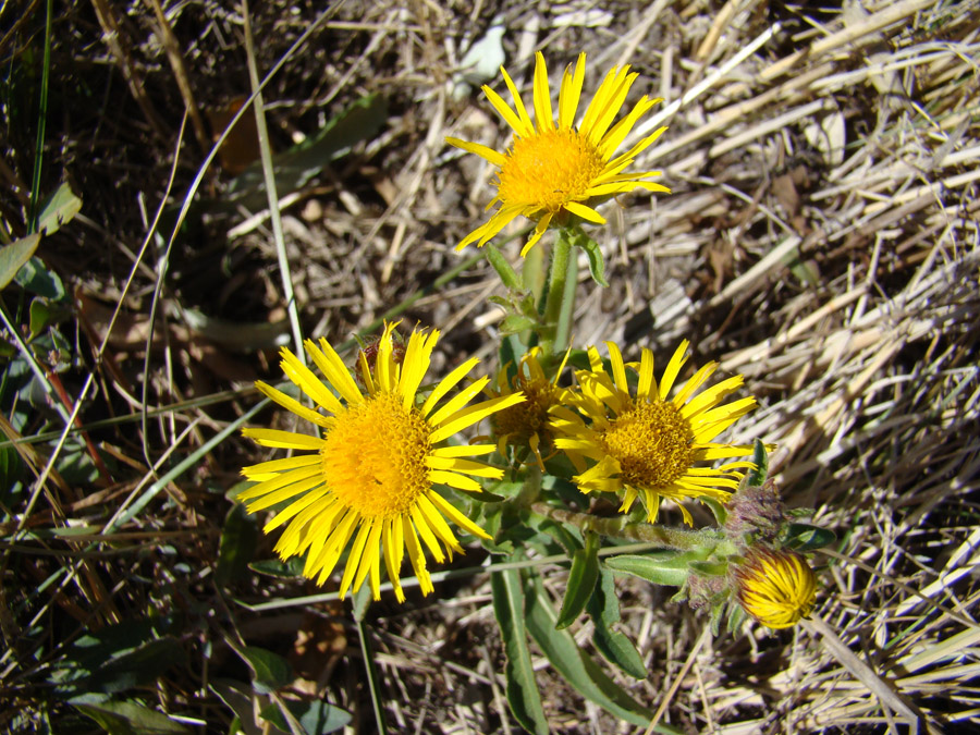 Image of Inula britannica specimen.