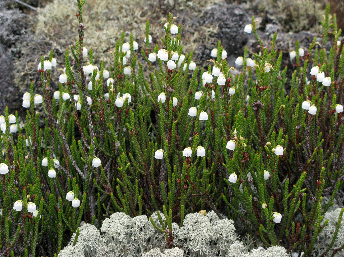 Изображение особи Cassiope redowskii.