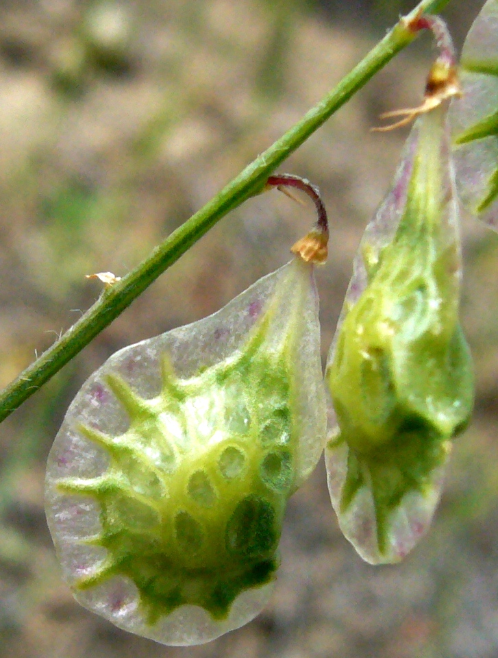 Image of Onobrychis sintenisii specimen.