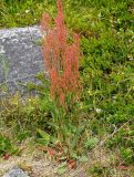 Rumex acetosa