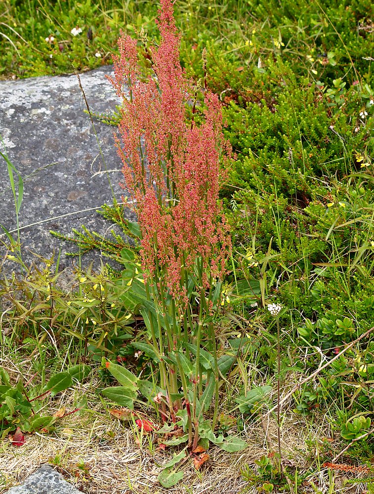Изображение особи Rumex acetosa.