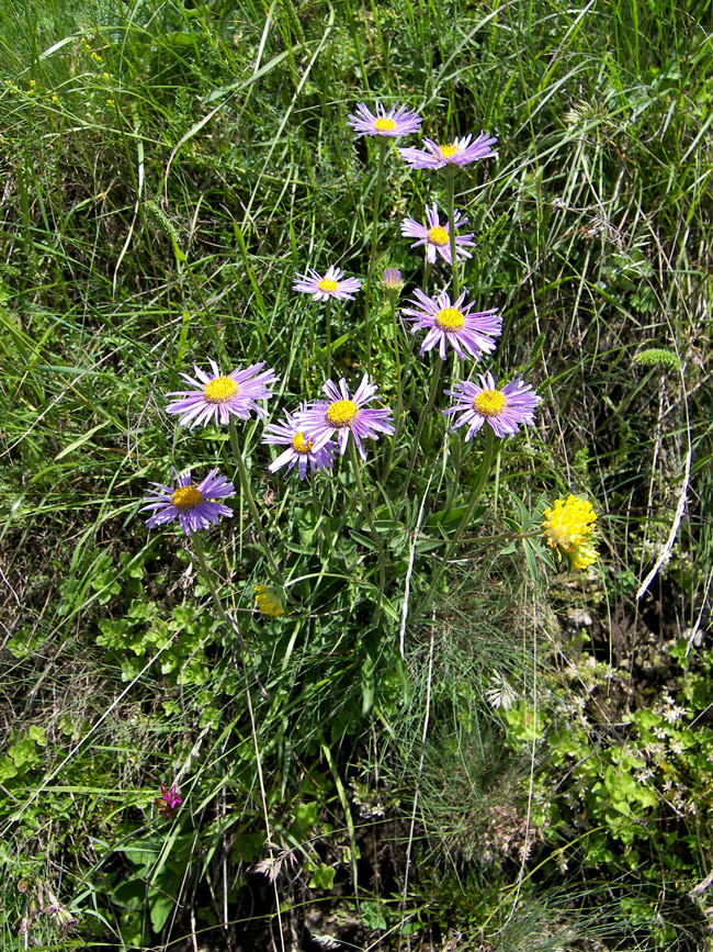 Изображение особи Aster alpinus.