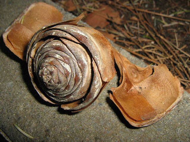 Image of Cedrus libani specimen.