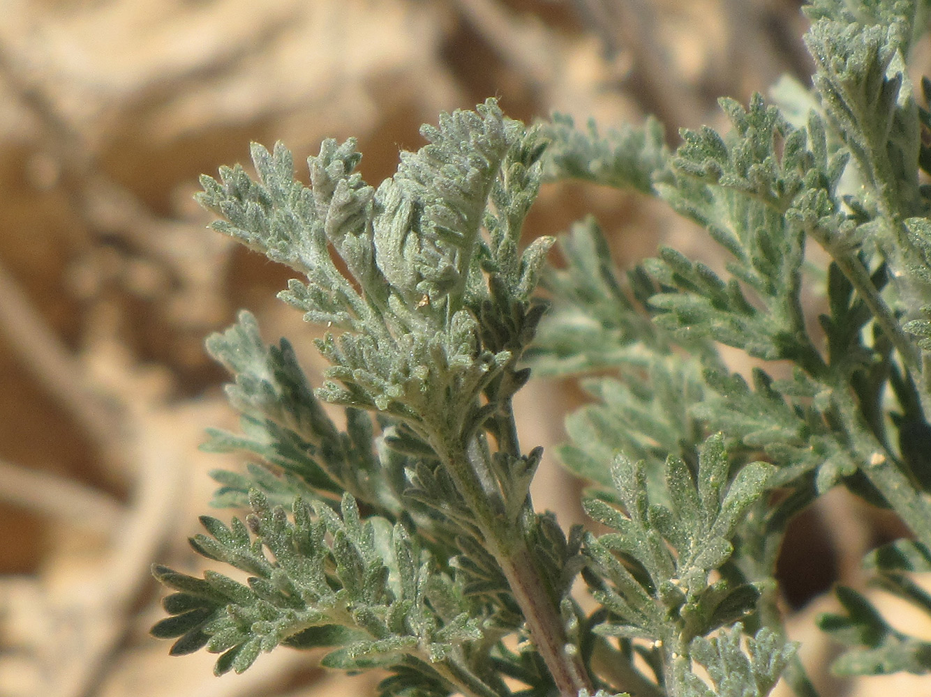 Изображение особи Artemisia sieberi.