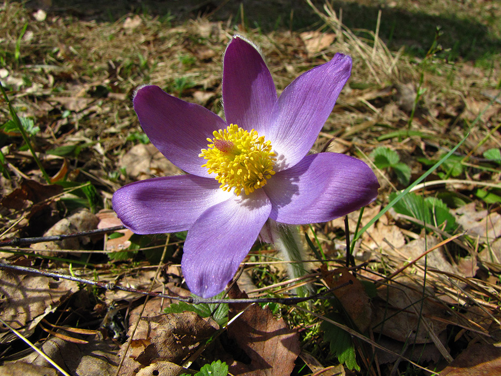 Image of Pulsatilla patens specimen.