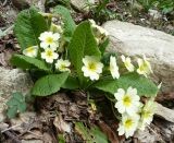 Primula vulgaris